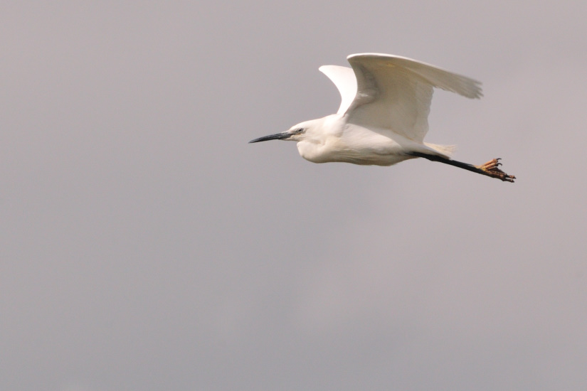 7-Aigrette en vol
                   