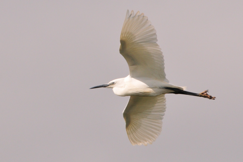 5-Aigrette - vue de dessous
                   