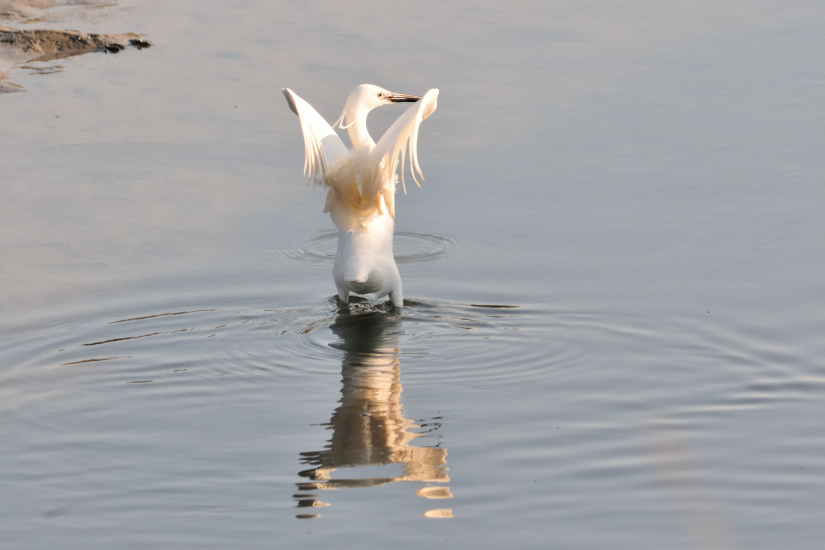 5-Aigrette garzette
                   