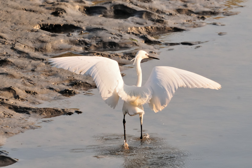 6-Aigrette garzette envol