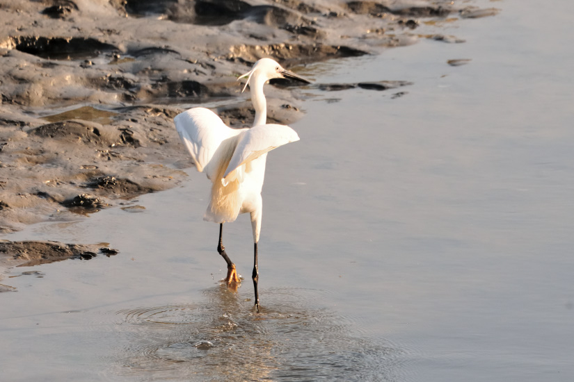 2-Aigrette garzette
                   