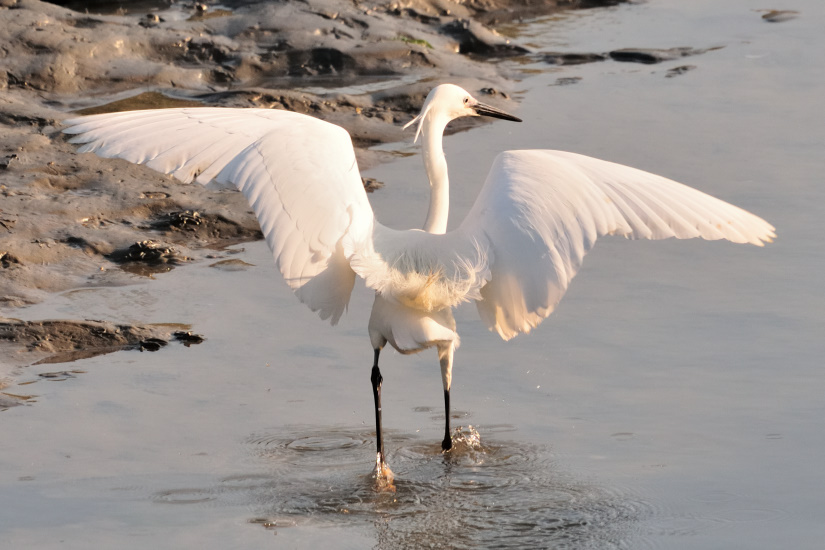 1-Aigrette garzette en pêche
                   