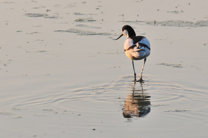 8-Marée basse le matin