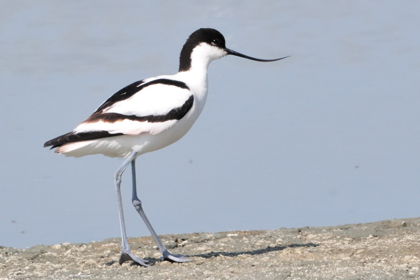 1-Avocette élégante
                   