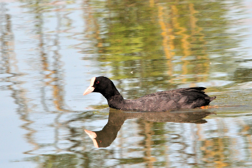 14-Foulque macroule - miroir
                   