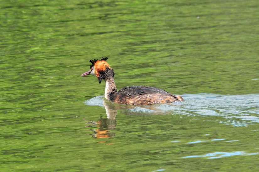 4-Grèbe huppé