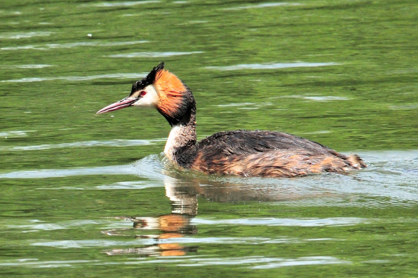 6-Grèbe huppé