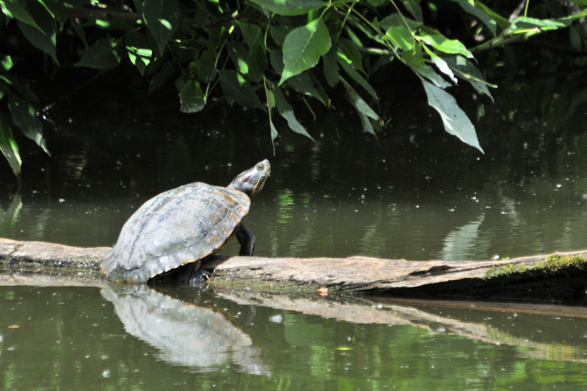 15-Tortue de Floride
                   