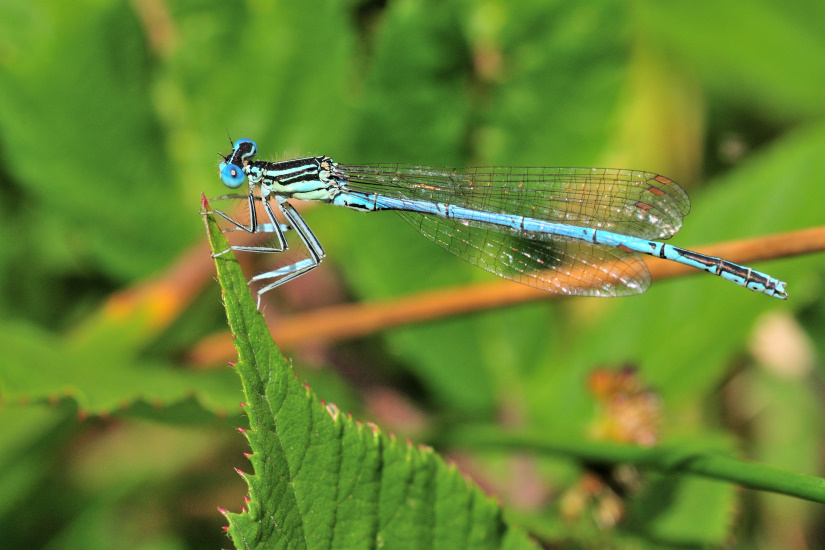 5-Agrion Pennipatte bleuâtre
                   