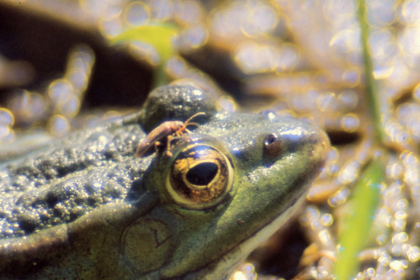 1-Grenouille verte et scarabé
                   