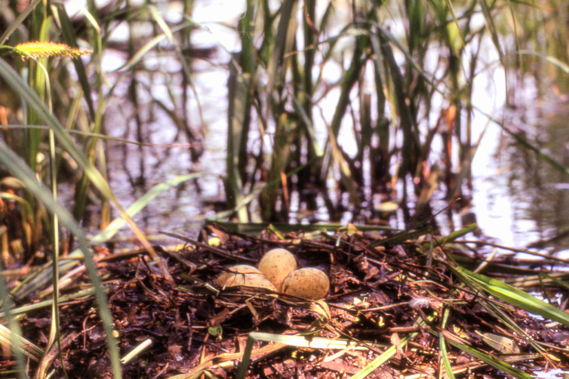 2-Nid de grèbe huppé