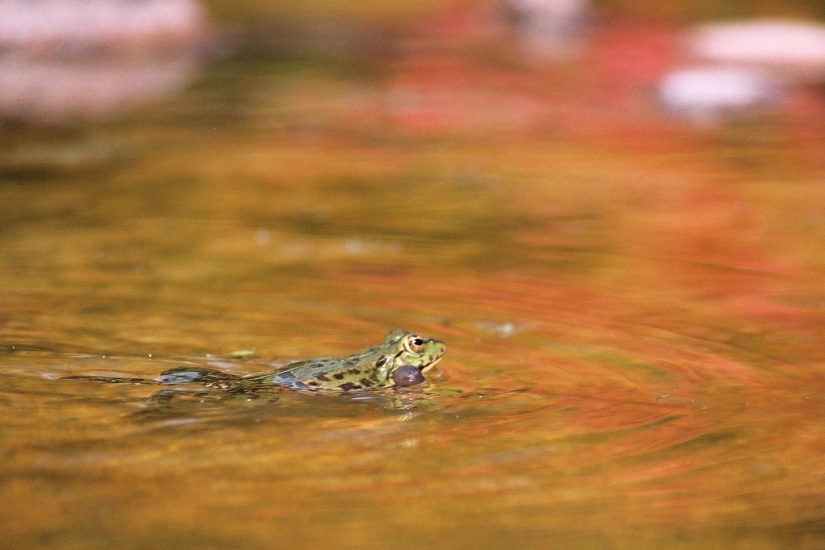 2-Grenouille verte
                   