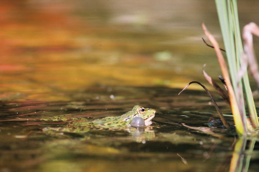 3-Grenouille verte
                   