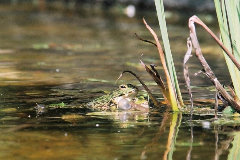 4-Couple de grenouilles vertes
                   