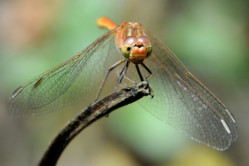 9-Sympétrum sanguin