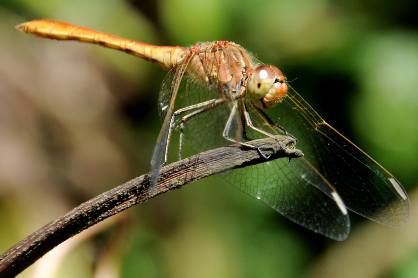 11-Sympétrum sanguin