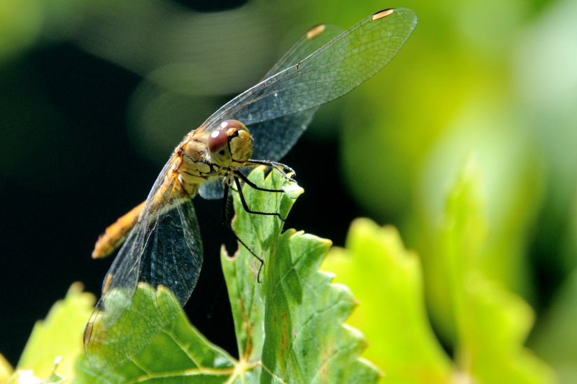 13-Sympétrum sanguin