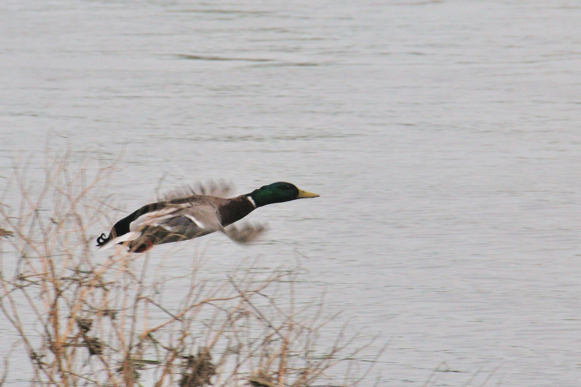 16-Canard colvert à l'envol
                   