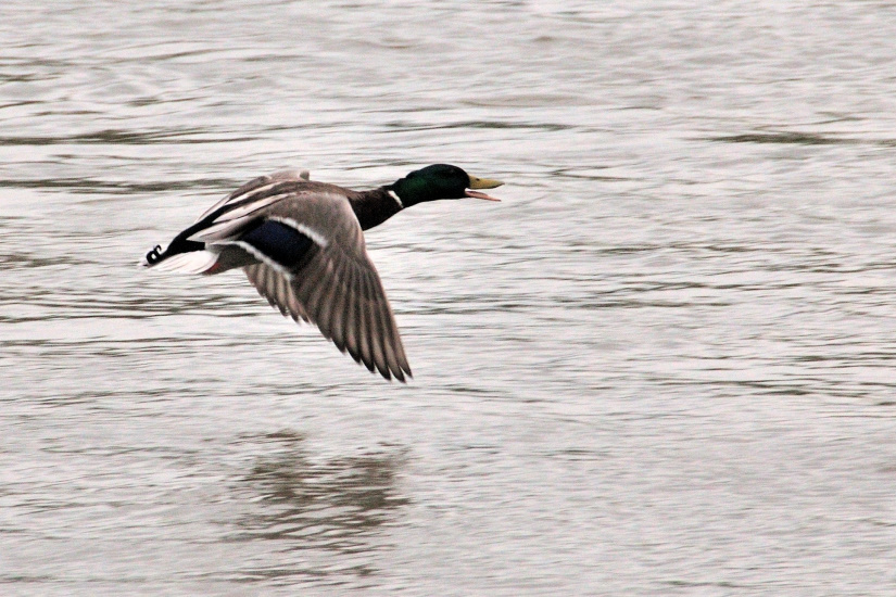 17-Canard colvert
                   