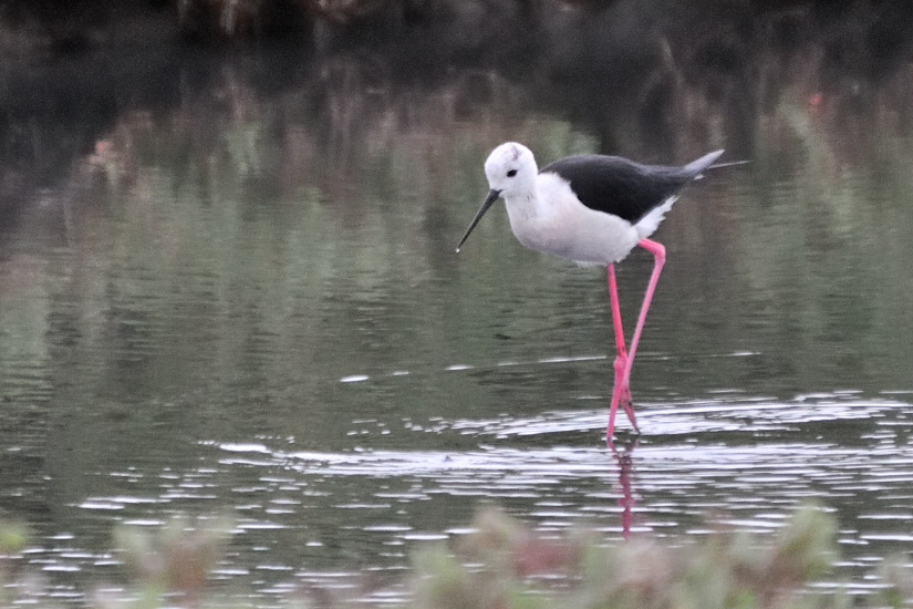 4-Goutte au bec
                   