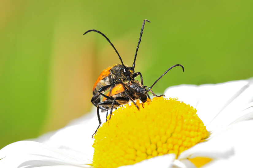 9-Coléoptère Lepture fauve