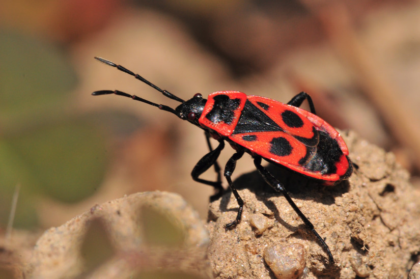 11-Pyrrhocore - Gendarme