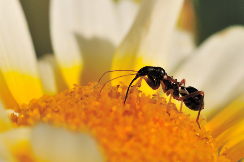 15-Himacerus mirmicoides (punaise juvénile)