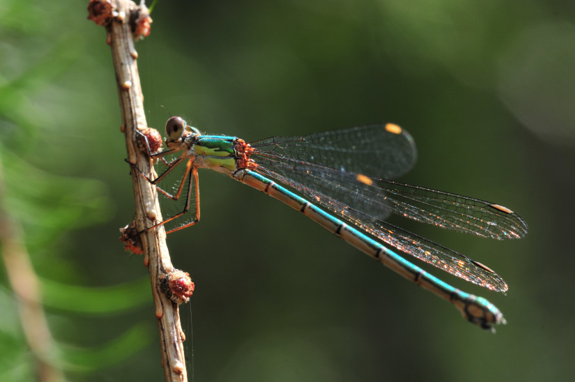 17-Agrion demoiselle
                   