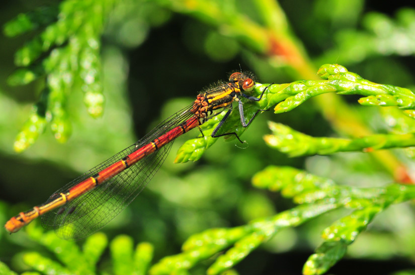 7-Agrion Pyrrhosoma numphula
                   