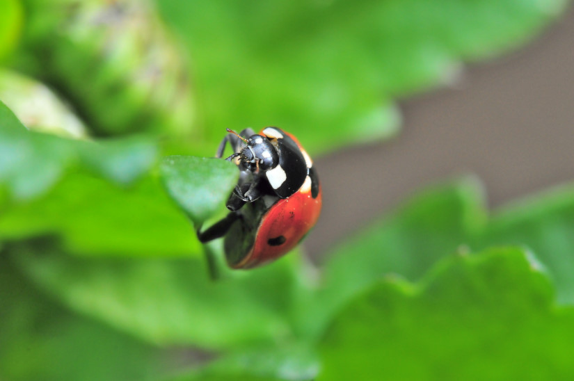 20-Coccinelle 7 points