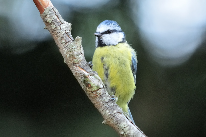 6-Mésange bleue
                   