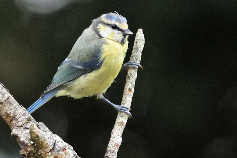 7-Mésange bleue
                   