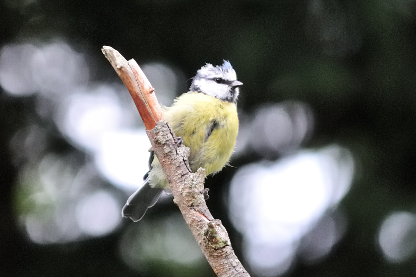 8-Mésange bleue
                   