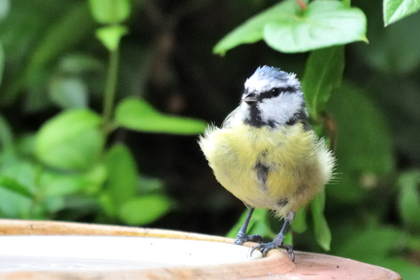 9-Mésange bleue
                   