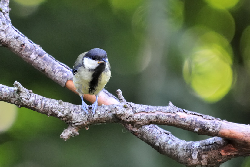 14-Mésange charbonnière
                   