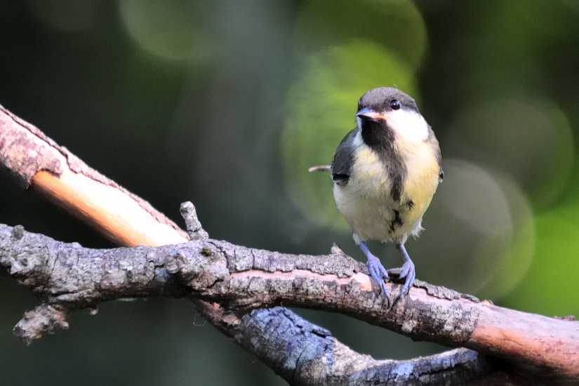 15-Mésange charbonnière
                   