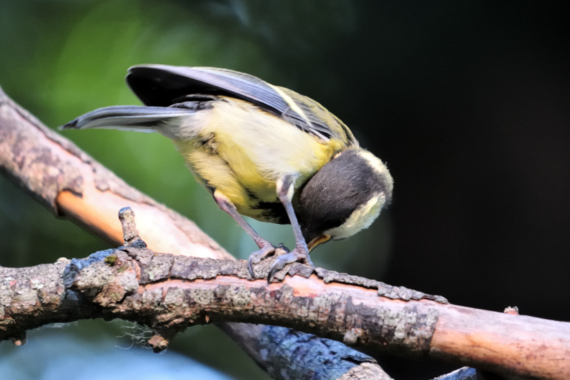 17-Mésange charbonnière
                   