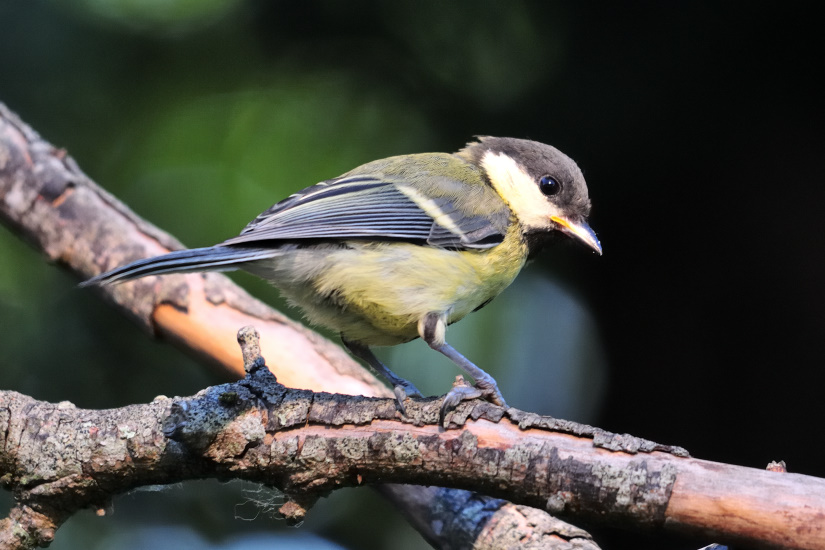 18-Mésange charbonnière
                   