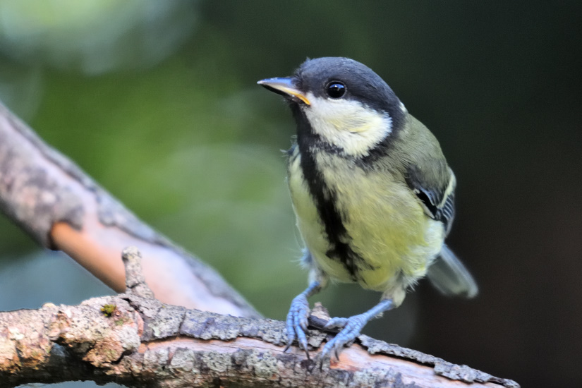 19-Mésange charbonnière
                   