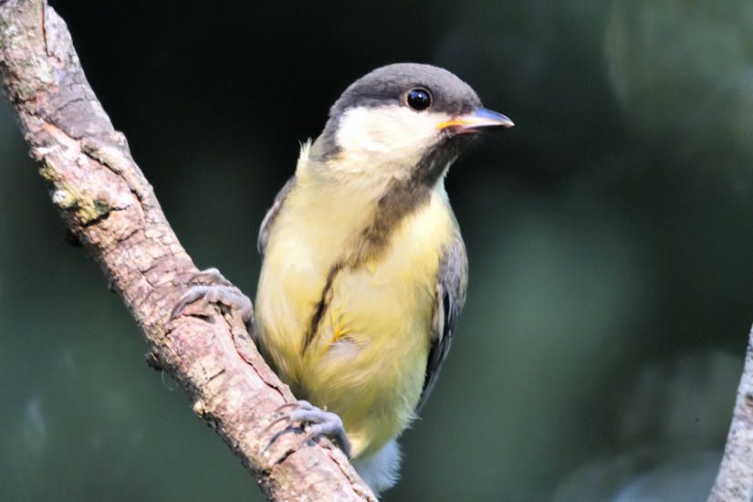 20-Mésange charbonnière
                   