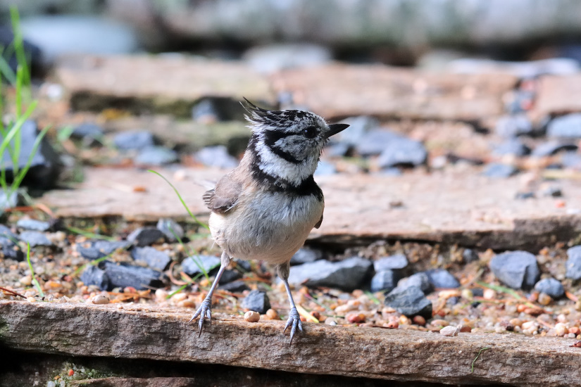 1-Mésange huppée
                   