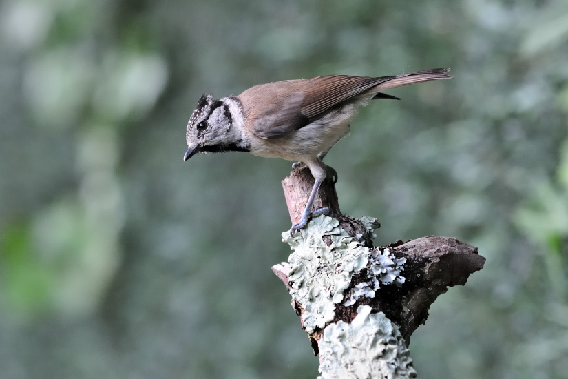 2-Mésange huppée
                   