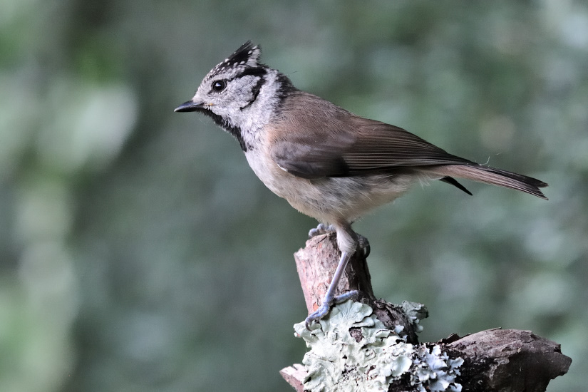 3-Mésange huppée
                   