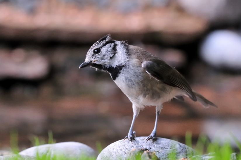 4-Mésange huppée
                   