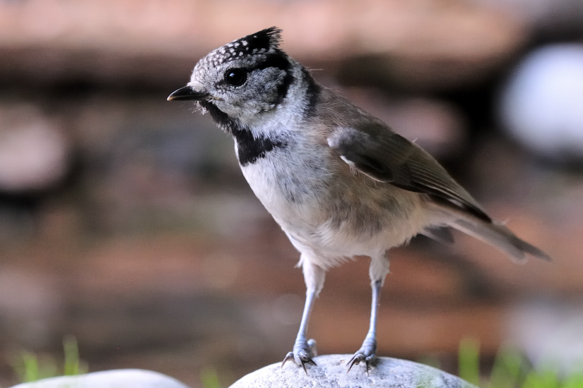 5-Mésange huppée
                   