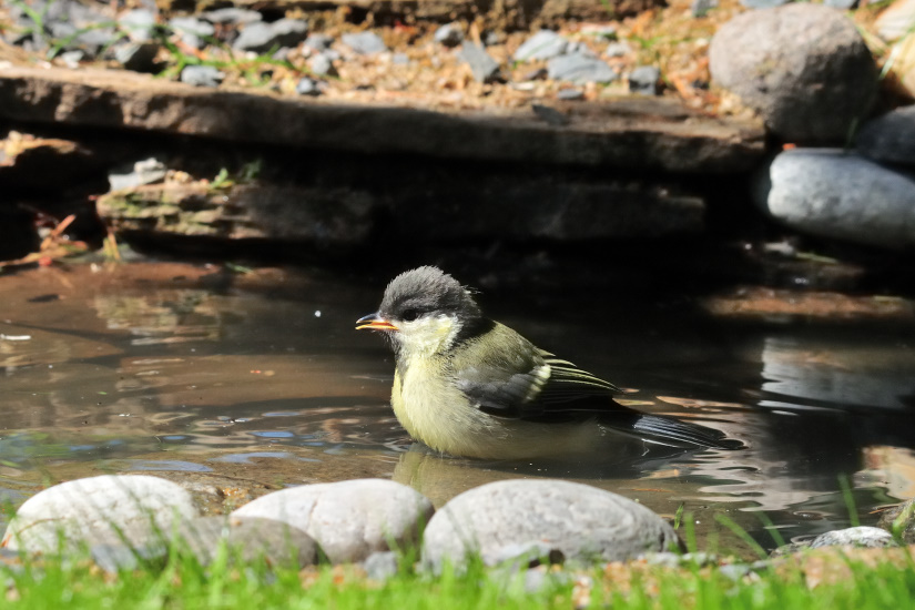 2-Jeune mésange charbonnière dans son bain
                   