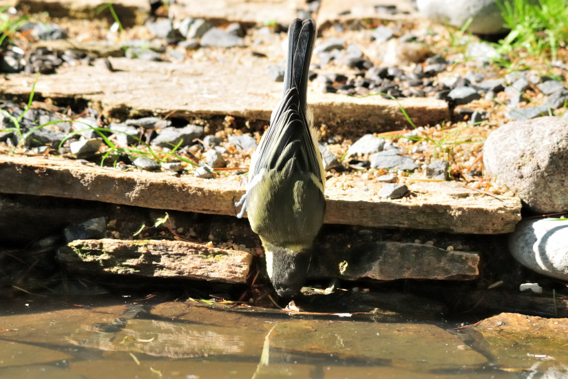 4-Tête la première