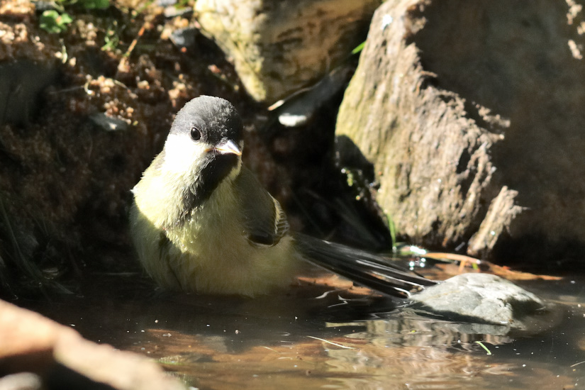 5-Au soleil les pieds dans l'eau
                   