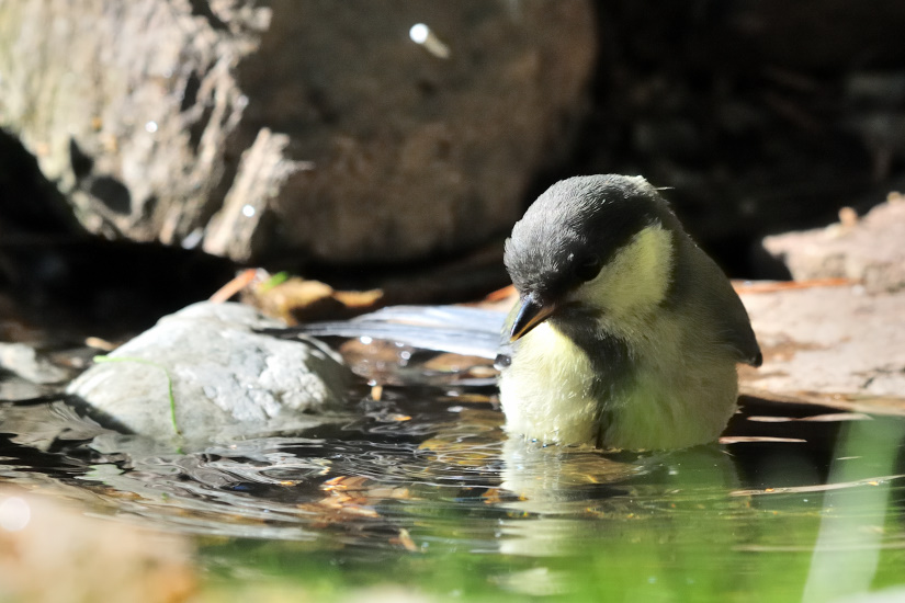 9-Elle est bonne ...