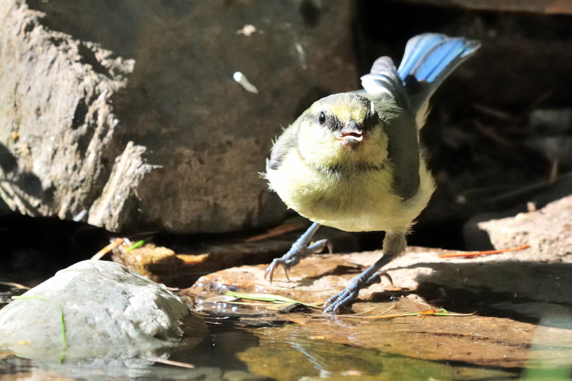 3-Mésange bleue
                   